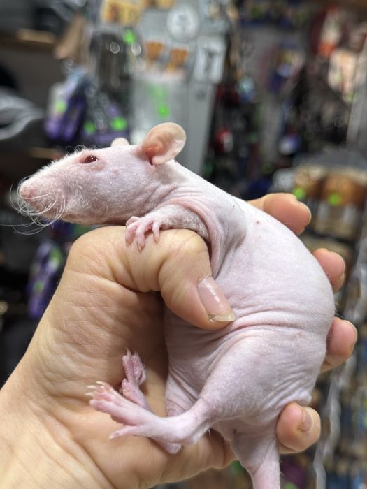 Młode szczurki Fuzz samczyki 3 sztuki