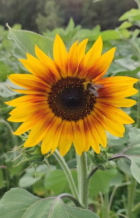 Słonecznik ozdobny nasiona