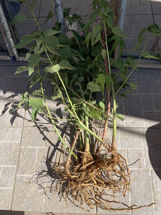 Гібіскус трав'янистий, болотный (Замовите мікс 5 - шостий безкоштовно)