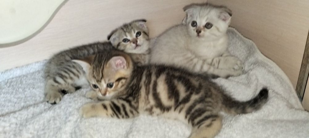 Шотландський красунчик
