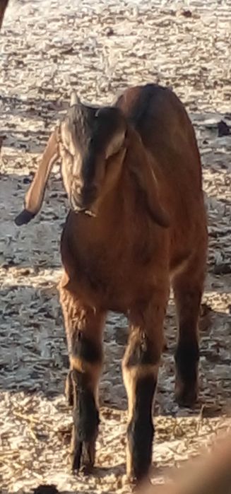 100 % ан козенята