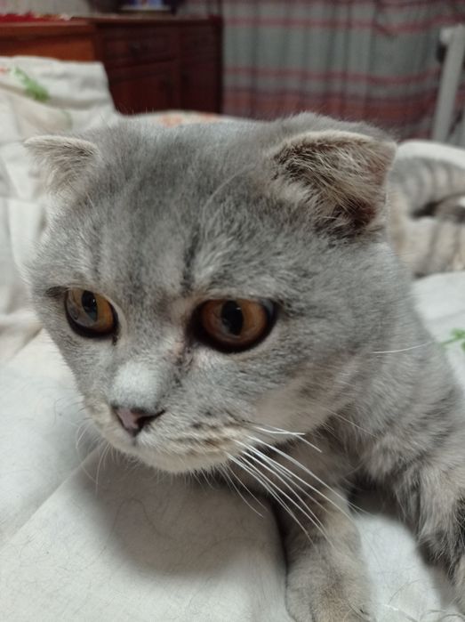 Віддам в добрі руки висловуху кицю