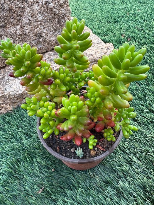 Suculentas  Sedum Rubrotinctum (Jelly Bean) e Sedum rubrotinctum Aurora Variegata preço 1€