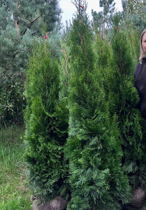 Thuja szmaragd plantacja Darłowo 150/180 cm
