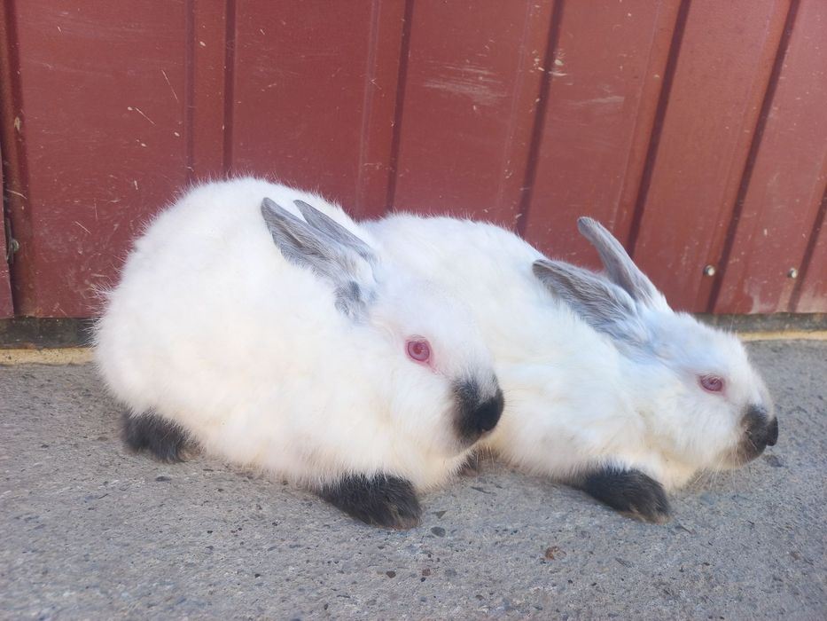 Кролики Каліфорнії