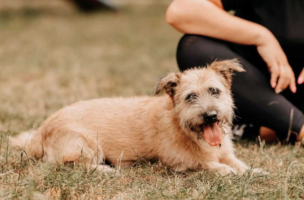 Młodziutki, słodki Lucek szuka spokojnego domu!!!