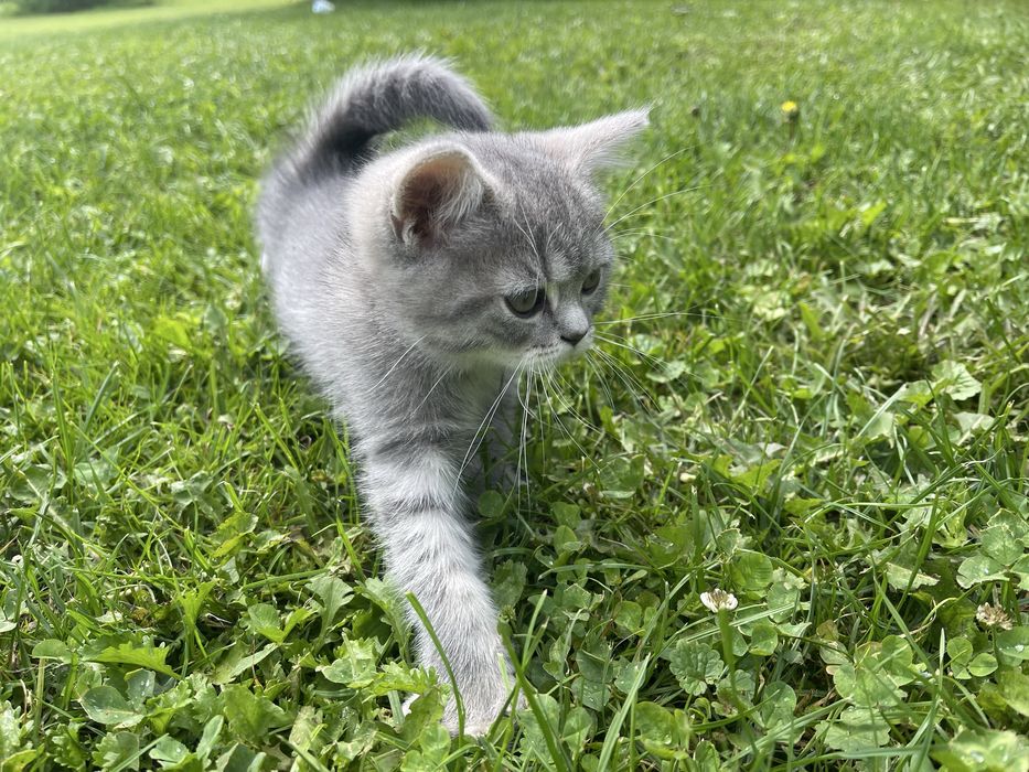 Шотландські кошенята