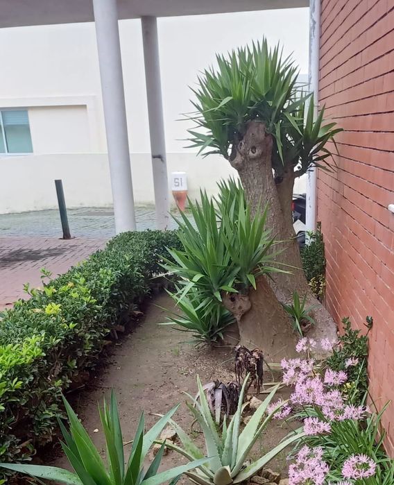 Prestação de serviços