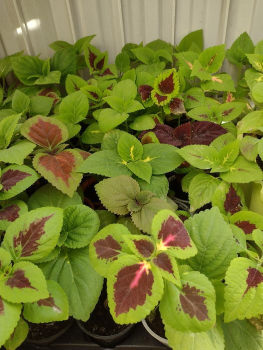 Koleus  petunia zorza wieczorna.