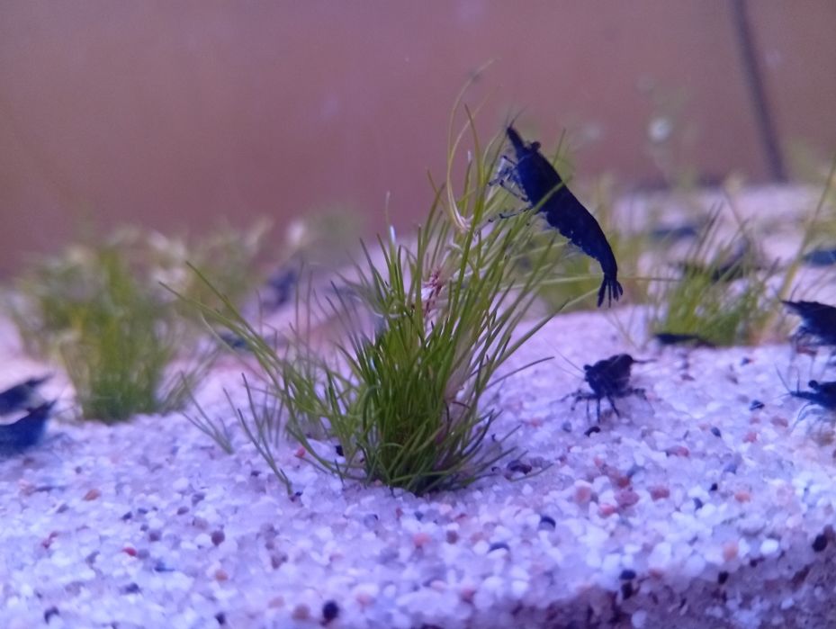 Krewetki neocaridina