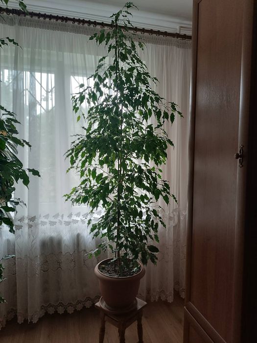 Продається фікус Бенджаміна