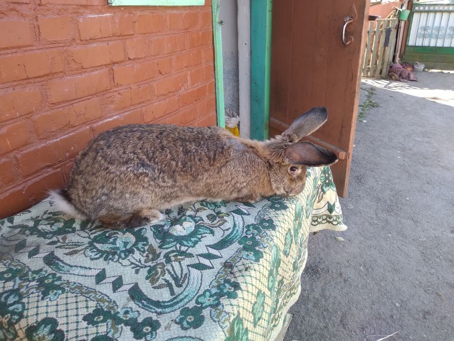 Продам кролики різного віку