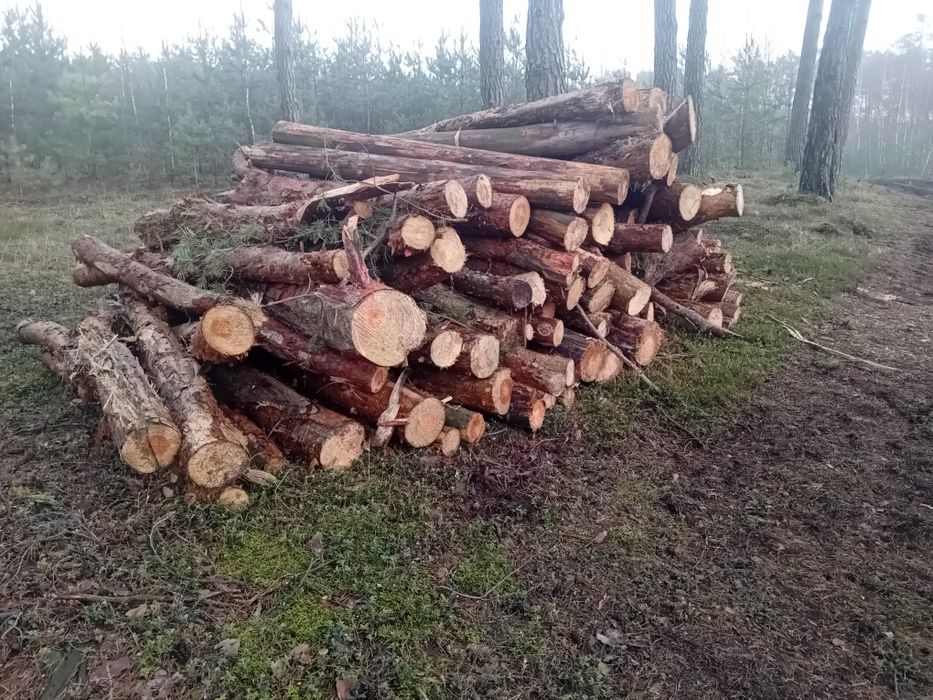 Drewno kominkowe,opałowe