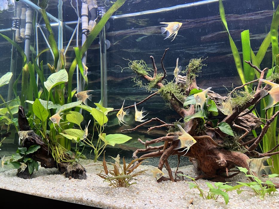Aquario 540 litros
