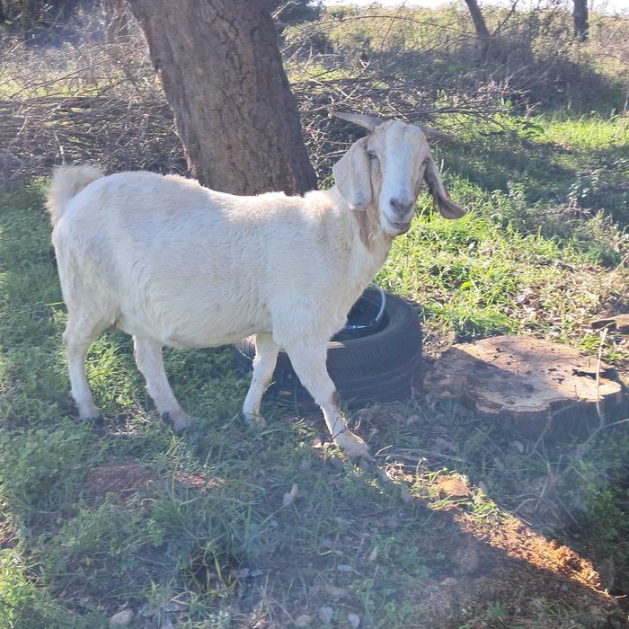 Vendo cabra cruzada