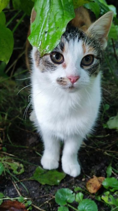 Młoda kotka szuka domu