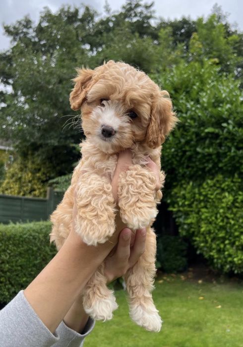 Доставка по усій країні Мальтипу міні,Мальтипу ф1 Мальтипу ф2 Мальтіпу