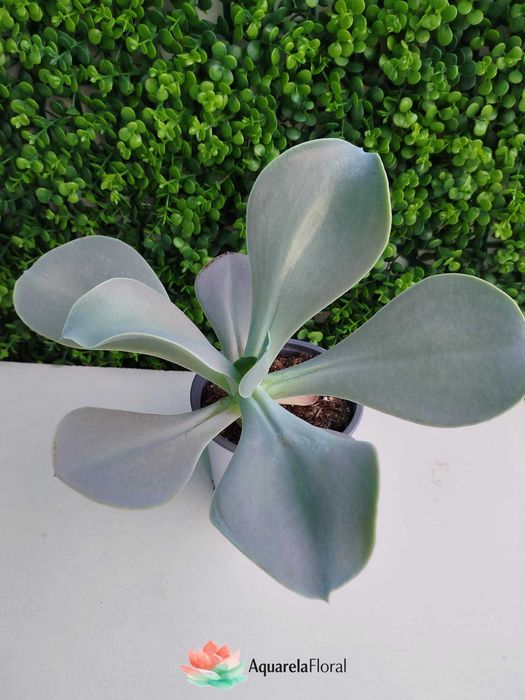 Plantas, suculentas