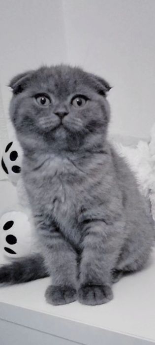Fêmea Scottish Fold blue