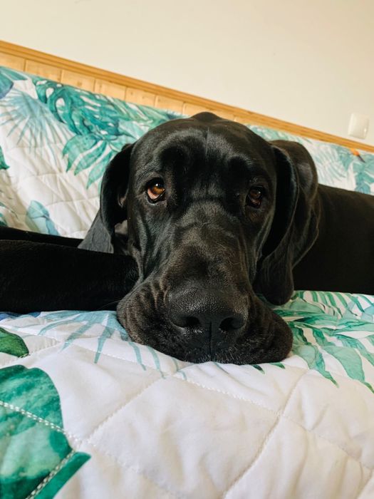 Dogue Alemao femêa preto Lop