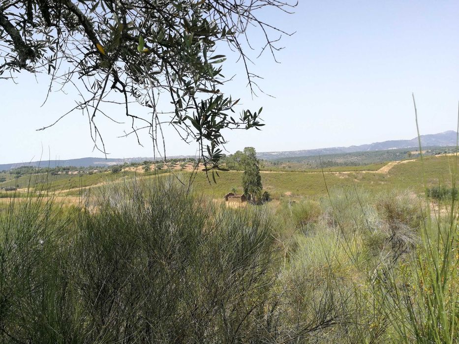Oportunidade no Alto Alentejo - 26ha em Montalvão, perto da nova ponte