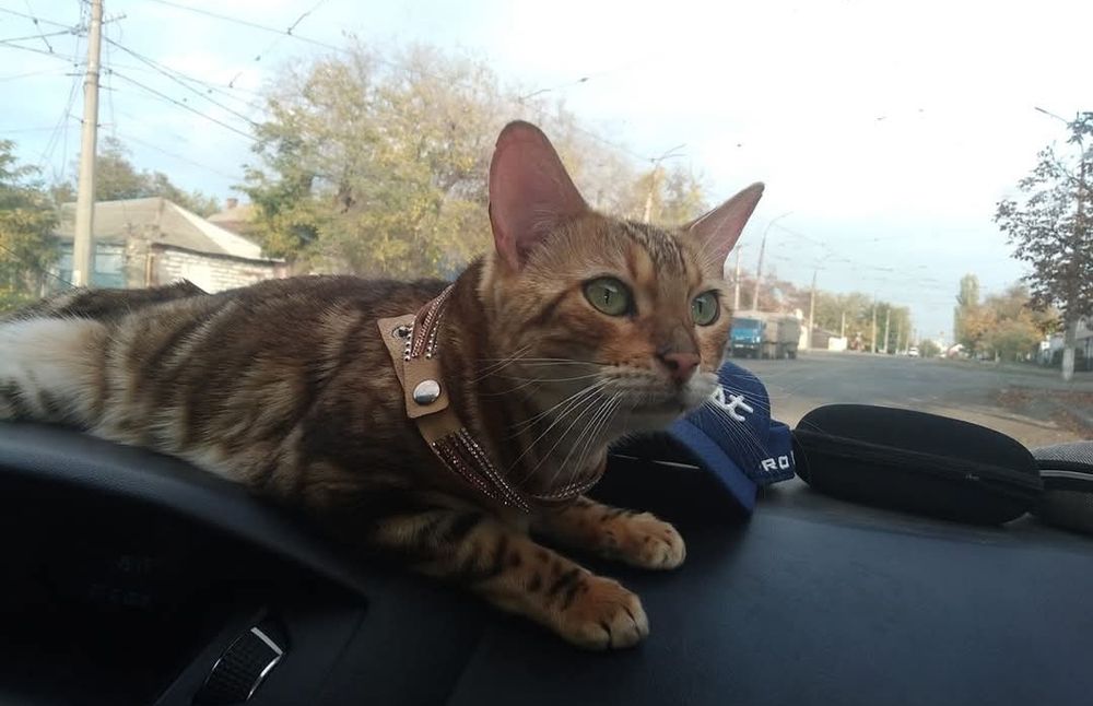 Котятки бенгалятки в любимци.Срочно