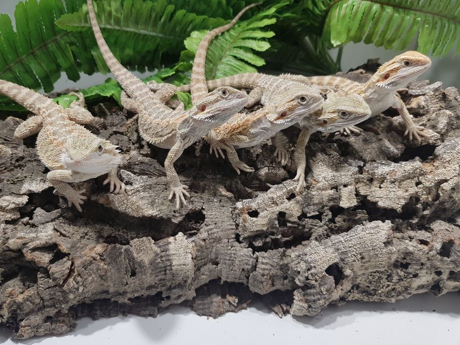 Młode agamy brodate jaszczurka agama brodata terrarium