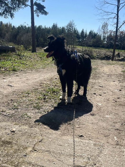 piękny, młody psiak do adopcji