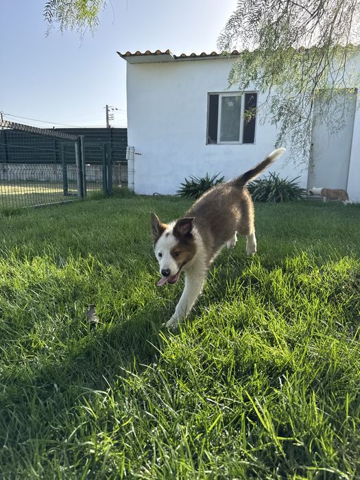 Border Collie Castanho Macho