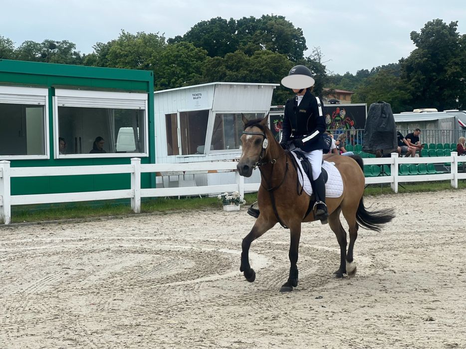 8-letni ŁAGODNY KUC DO SPORTU - kuc walijski