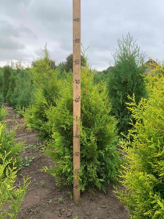 Декоративні хвойні рослини