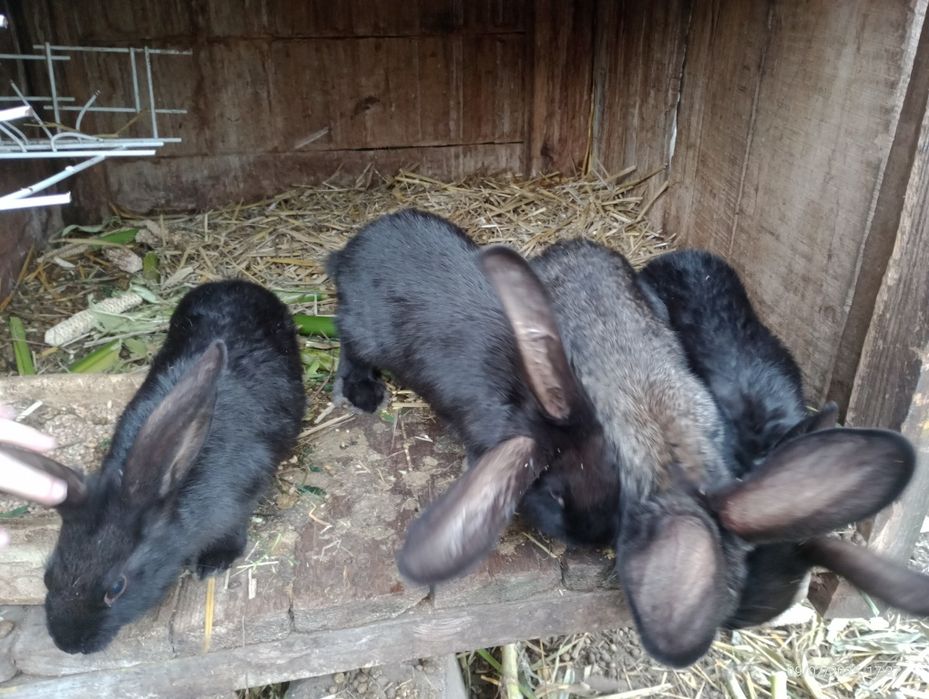 Króliczki mieszańce (wiedeńsk,i olbrzym belgijski bos,srokacz)