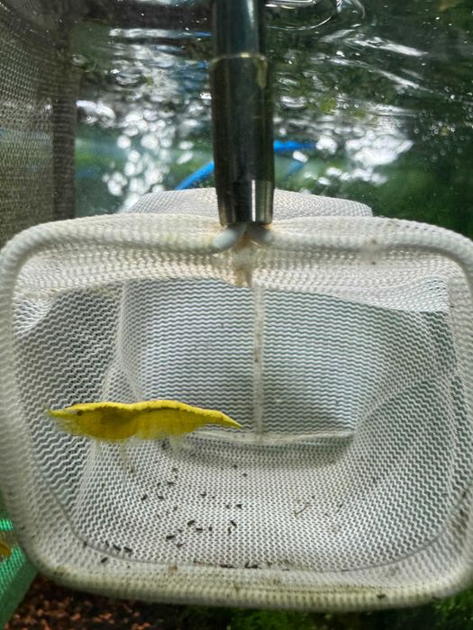 Camarões Neocaridinas