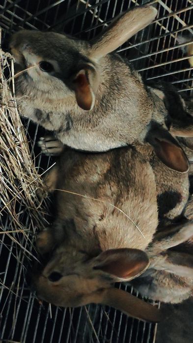 Coelhos Para Criação Ou Consumo