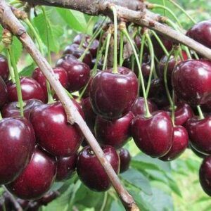 Саджанці черешні. Опт/роздріб