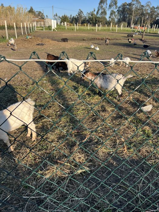 Cabras ana prenha