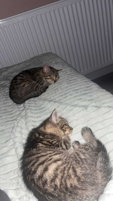 Koty puszyste małe