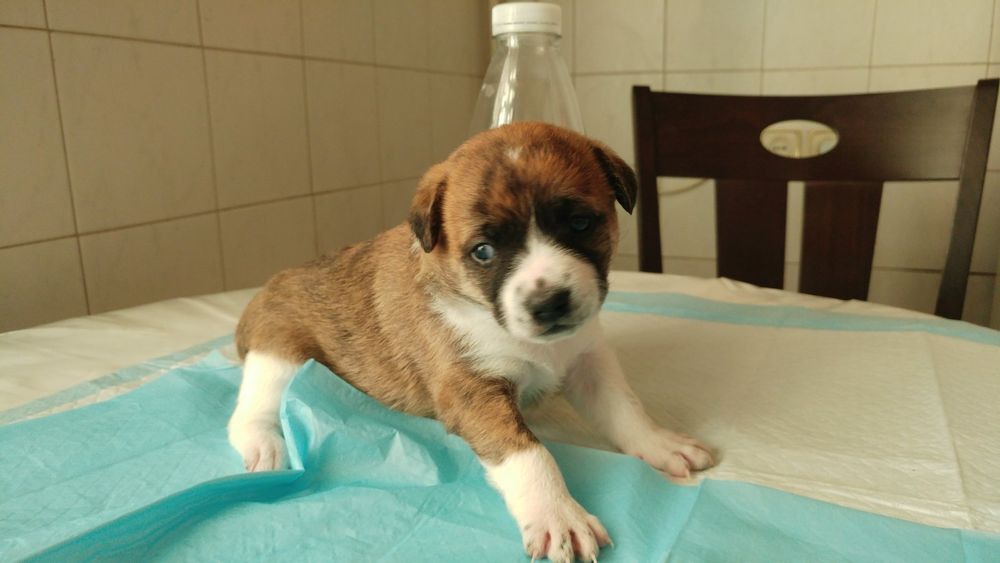 Цуценята шукають найкращих батьків