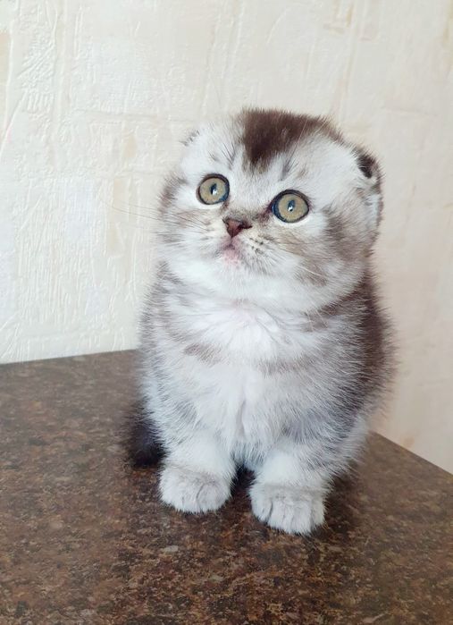 Шотландські кошенята