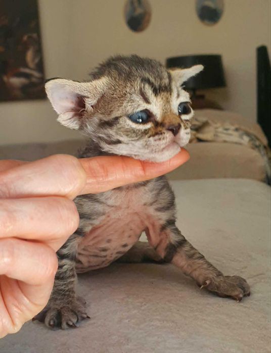 Kot Devon Rex Kociak Devon Devonek Rex Kociak Panterka