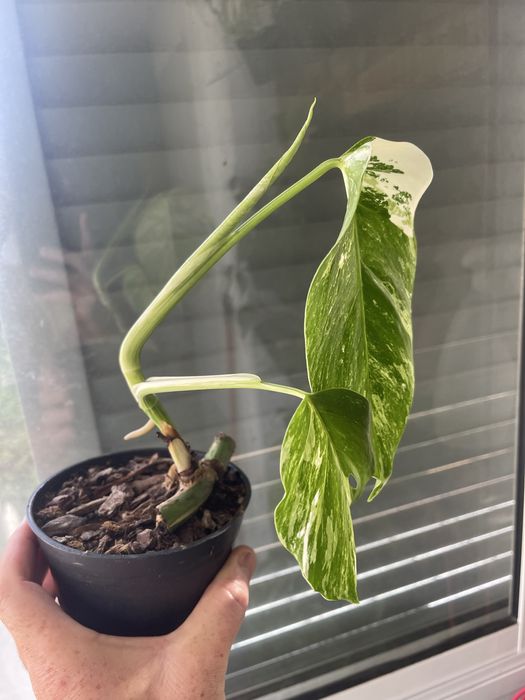 Planta Monstera variagata