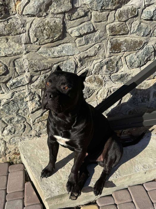 Пітбуль для вязки шукає наречену