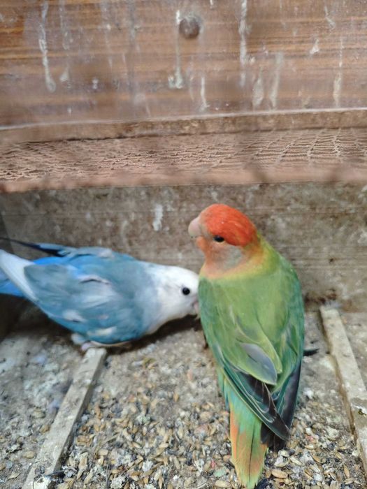 Roseicollis LongFeathers (CASAL)