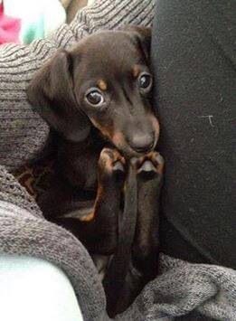 Чорненькі таксенята шукають люблячий дім