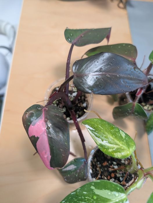 Zestaw philodendron (pink princess, white princess, white Knight)
