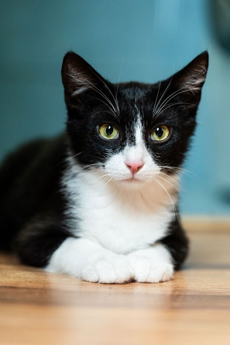 Filipek - piękny kocurek do adopcji