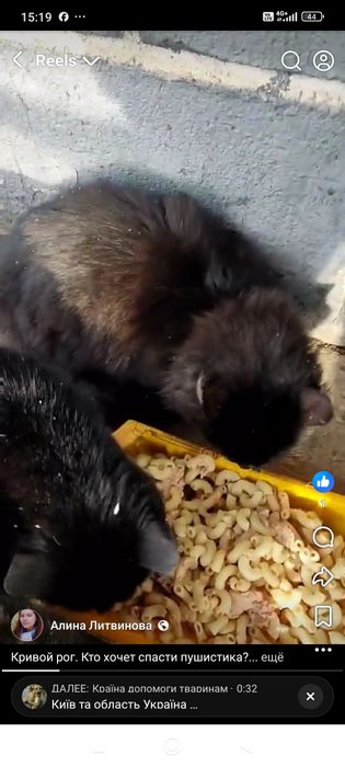 Котята с дачи бесплатно. Котенок. Кот. Кошка даром