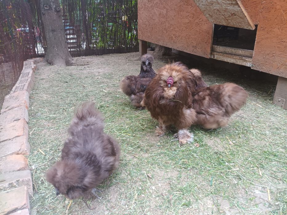 Jaja lęgowe silki/ jedwabiste