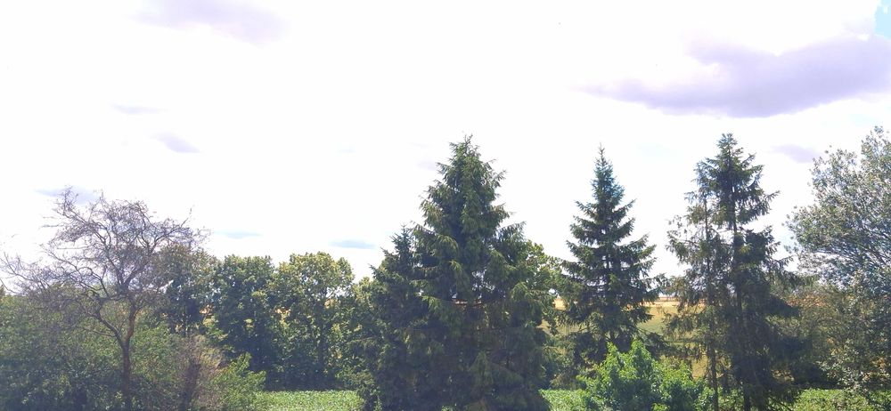 Domek drewniany z sauną i balią na wsi