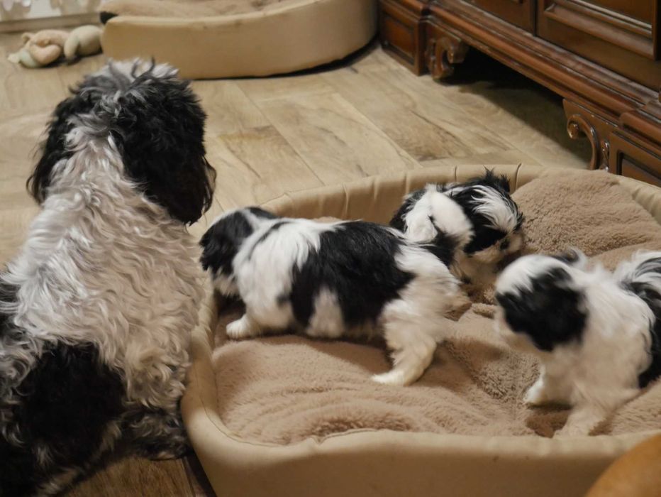 SHIH TZU -Mini Piesek